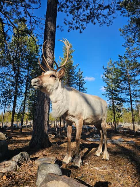 Rovaniemi: Visit Authentic Family-owned Reindeer Farm - Who Would Love This Experience?