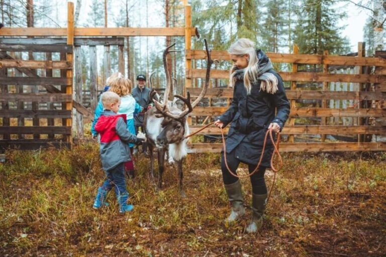 Rovaniemi: Walk with Reindeer - An In-Depth Look at the Experience