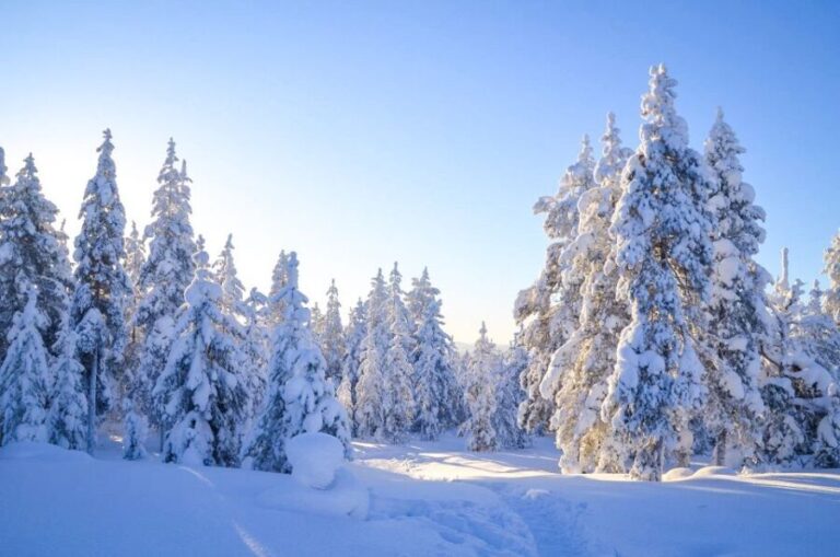 Rovaniemi: Wilderness Tour - Who Is This Tour Best Suited For?