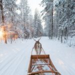 Rovaniemi: Winter Snowshoeing, Reindeer & Husky Sleigh Ride - What Makes This Tour Stand Out?