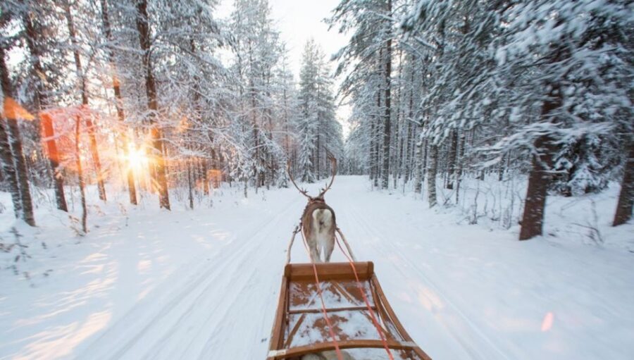 Rovaniemi: Winter Snowshoeing, Reindeer & Husky Sleigh Ride - What Makes This Tour Stand Out?