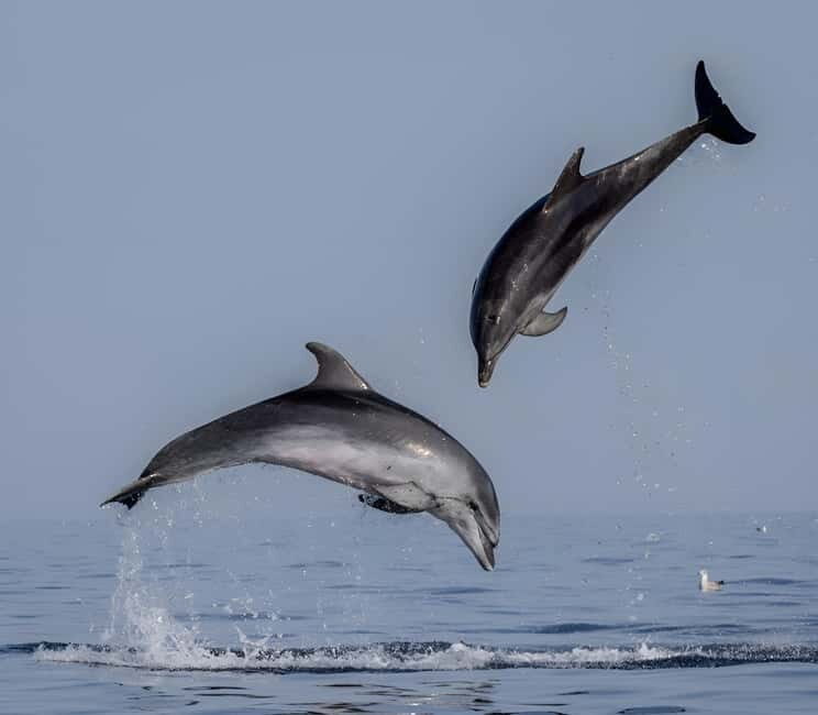 Rovinj: Dolphin Watching Sunset Speedboat Tour with Drinks - The Joy of Dolphin Encounters