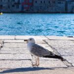 Rovinj: Guided Tour with Lunch & Transfer - Who Would Love This Experience?