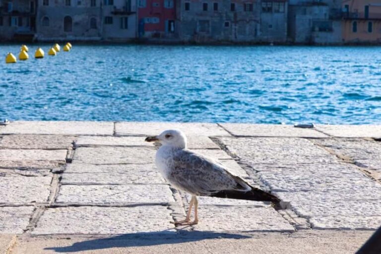 Rovinj: Guided Tour with Lunch & Transfer - Who Would Love This Experience?