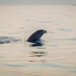 Rovinj: Sunrise Dolphins & Fishermen at Work Speedboat Tour - Why This Tour Stands Out