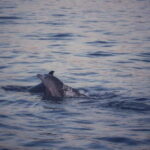 Rovinj: Sunset Lim Fjord Tour with BBQ, Swimming & Dolphins - Discovering Rovinjs Sunset Lim Fjord Tour: An In-Depth Look