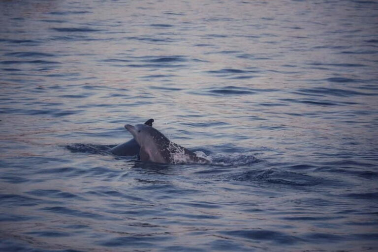 Rovinj: Sunset Lim Fjord Tour with BBQ, Swimming & Dolphins - Discovering Rovinjs Sunset Lim Fjord Tour: An In-Depth Look