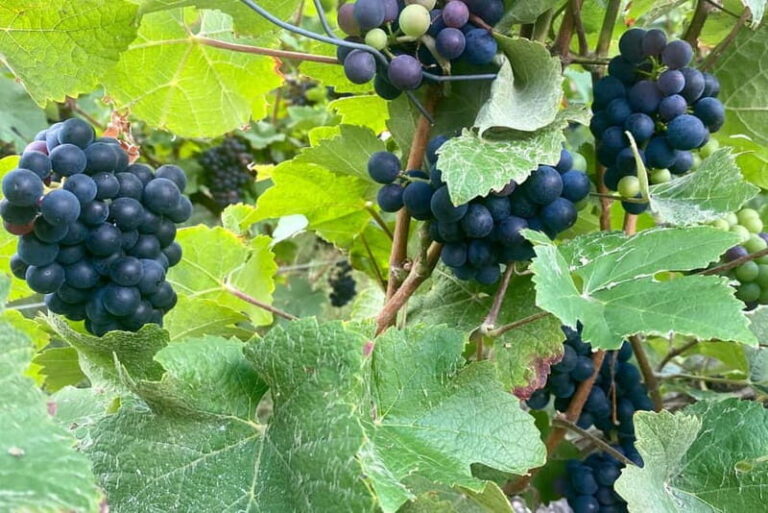 Ruinart Champagne Cellars Tastings Private trip from Paris - Analyzing the Value