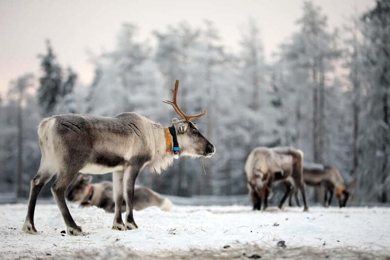 RUKA: Reindeer Feeding, Sleigh Ride & Fireside Delicacies - Who Will Love This Tour?