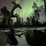 Saariselkä: Northern Lights & Reindeer Sledding Tour - Final Thoughts on Value and Experience