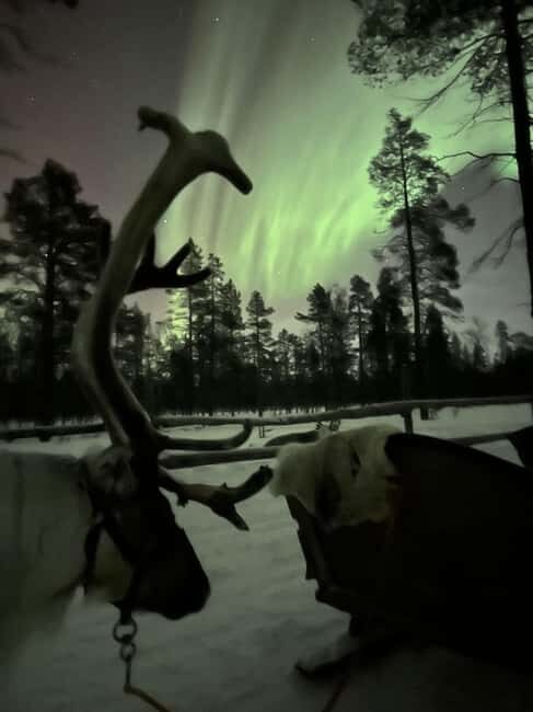 Saariselkä: Northern Lights & Reindeer Sledding Tour - Final Thoughts on Value and Experience