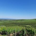 Safari Wine Villages & Wine tasting - Practical Details and Value