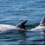Sagres: Dolphin Watching Tour - Who Is This Tour Best Suited For?
