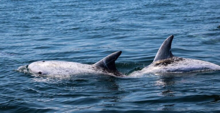 Sagres: Dolphin Watching Tour - Who Is This Tour Best Suited For?