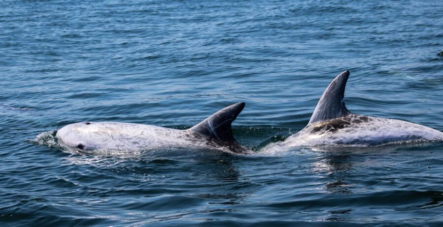 Sagres: Dolphin Watching Tour - Who Is This Tour Best Suited For?