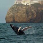 Sagres Wildlife Adventure: Dolphin and Whale Watching Tour - An In-Depth Look at the Sagres Wildlife Adventure