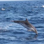 Sagres: Wildlife Tour Dolphins and Caves - Why Is This Tour Worth It?