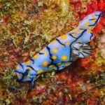 Sailing Boat Trip at the Makarska Riveria - Authentic Insights from Previous Travelers