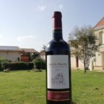 Saint-Émilion: Vineyard Walking Tour and Tasting - Who Should Consider This Tour?