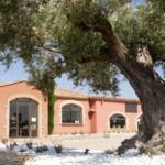 Saint Gilles: Tour of an olive oil mill in an organic olive grove - The Tour in Detail: What Makes It Special