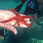 Saint-Raphaël: Boat cruise & swimming in the coves of the Esterel - An In-Depth Look at the Experience