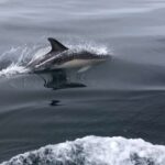 Salema: Dolphin Watching - The Realities of the Experience