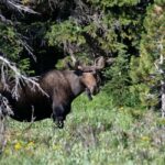 Sälen: Evening Moose Safari in the Forests - The Value of This Tour