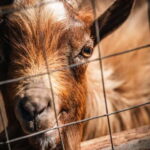 Salento: farm visit with local product tasting - Who Should Consider This Tour?