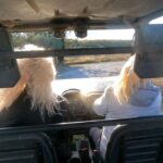 Salou: Buggy Safari with Hotel Transfer - Who Will Love This Tour?