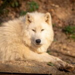 Salzburg Zoo Hellbrunn Skip-the-line Tickets & Private Car - Final Thoughts on Value