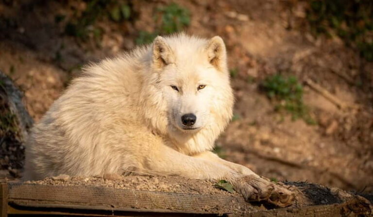 Salzburg Zoo Hellbrunn Skip-the-line Tickets & Private Car - Final Thoughts on Value