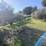 San Gimignano: Winery Visit with Picnic in Olive Grove - The Picnic Experience: Food, Wine, and Atmosphere