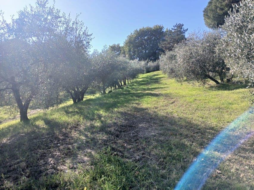 San Gimignano: Winery Visit with Picnic in Olive Grove - The Picnic Experience: Food, Wine, and Atmosphere