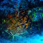 San Miguel de Abona: 2Dive Package - Why Travelers Love This Experience
