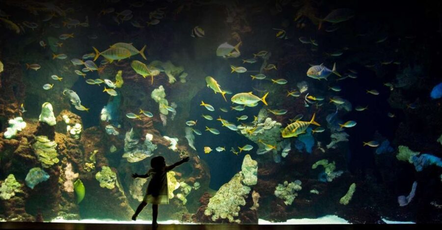 San Sebastian Aquarium Entry Ticket and City Walking Tour - Practical Tips for Making the Most of the Tour
