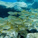 Santa Cruz de Tenerife: PADI Introductory Dive - Equipment and Learning Material