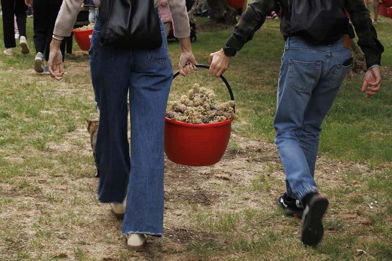 Santa Maria Imbaro: Grape Harvest with Pressing + Picnic among olive trees and vineyards - Who Would Love This Tour?