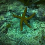 Santa Pola: 3-Hour Scuba Diving near Tabarca - Why This Tour Offers Great Value