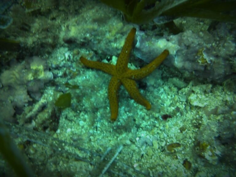 Santa Pola: 3-Hour Scuba Diving near Tabarca - Why This Tour Offers Great Value