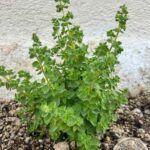 Santorini: Farm and Winery Guided Tour - Visiting a Local Mini Farm