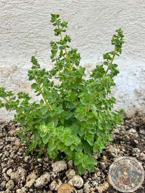 Santorini: Farm and Winery Guided Tour - Visiting a Local Mini Farm