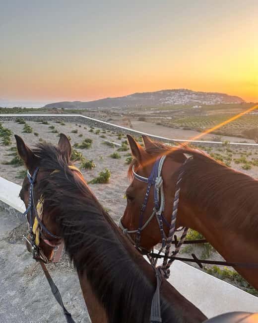 Santorini: Sunset Horse Riding Tour with Professional Photos - The Ride: Scenic Trails & Beach Backdrops