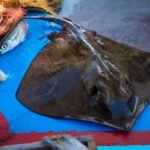 Santorini: Traditional Fishing Trip and Fresh Fish Lunch - Practical Details: What You Need to Know