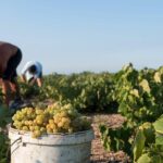 Santorini Wine Roads: Tour of 3 Wineries with a Sommelier - Practical Details & Tips