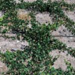 Santorini Wine Tasting and Vineyard Tour - Who Should Consider This Tour?