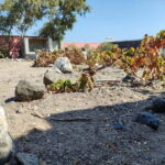 Santorini: Wine Tasting in locals wineries - A Deep Dive Into the Santorini Wine Tour