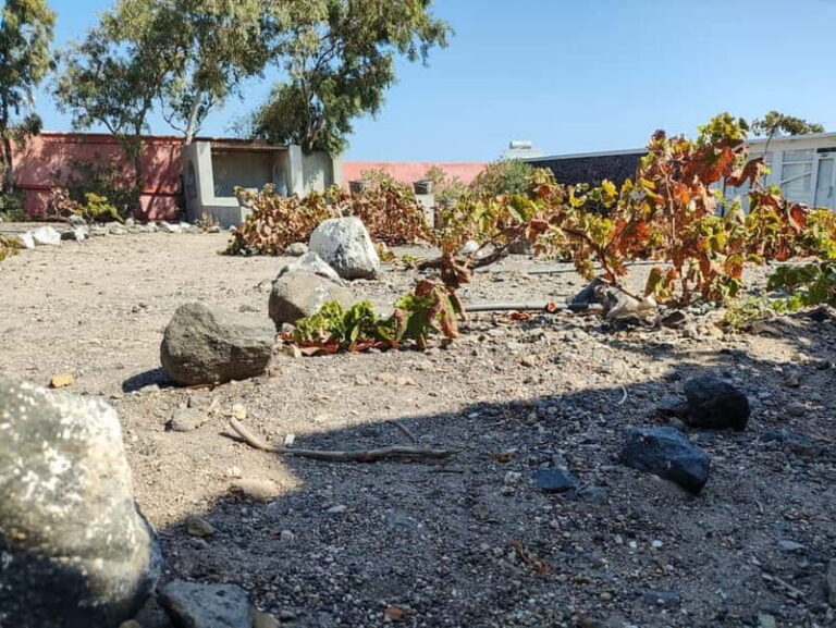 Santorini: Wine Tasting in locals wineries - A Deep Dive Into the Santorini Wine Tour