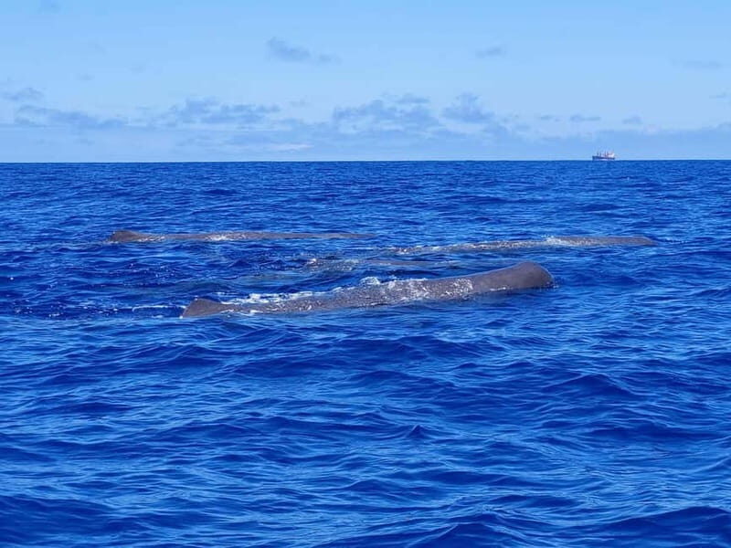 São Miguel, Azores: Whale and Dolphin Watching Tour - Final Thoughts: Is It Worth It?