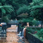 São Miguel: Furnas Volcano & Tea Plantation Tour & Lunch - Final thoughts: the value and authentic appeal