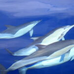 São Miguel: Swim with Wild Dolphins in the Open Ocean - Practical Details and Considerations